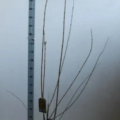 Winterzoet (Chimonanthus Praecox) -Tuin Glimmer Verkoop chimonanthus praecox 100 125 cm co. 12l kopie