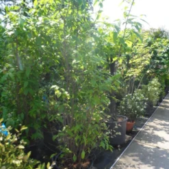 Winterzoet (Chimonanthus Praecox) -Tuin Glimmer Verkoop chimonanthus praecox 175 200 250 c50