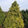Cypres (Chamaecyparis Lawsoniana 'Golden Wonder') 1 Cypres (Chamaecyparis Lawsoniana 'Golden Wonder') -Tuin Glimmer Verkoop chlgwond 3