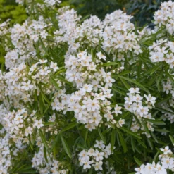 Tuin Glimmer Verkoop 29 Choisya (Choisya 'Aztec Pearl')