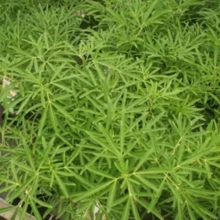 Tuin Glimmer Verkoop -Tuin Glimmer Verkoop choisya aztec pearl 1 1