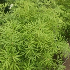 Choisya (Choisya 'Aztec Pearl') -Tuin Glimmer Verkoop choisya aztec pearl 2 1