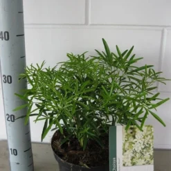 Choisya (Choisya 'Aztec Pearl') -Tuin Glimmer Verkoop choisya aztec pearl c3 september