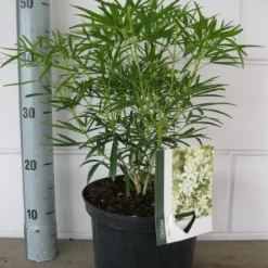 Choisya (Choisya 'Aztec Pearl') -Tuin Glimmer Verkoop choisya aztec pearl c5 10 08 2018 1