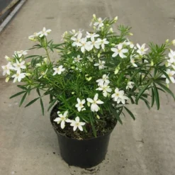 Choisya (Choisya 'Aztec Pearl') -Tuin Glimmer Verkoop choisya aztec pearl c5 20 04 2018 1