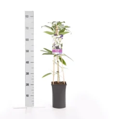 Bosrank, Groenblijvend (Clematis Armandii) -Tuin Glimmer Verkoop clematis armandii