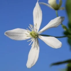 Bosrank, Groenblijvend (Clematis Armandii) -Tuin Glimmer Verkoop clematis armandii 3