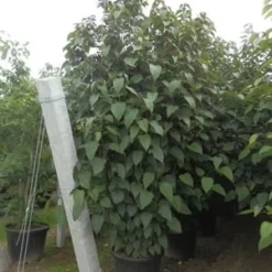 Pindakaasboom (Clerodendrum Trichotomum Fargesii) -Tuin Glimmer Verkoop clerodendrum trich. purple blaze11 1