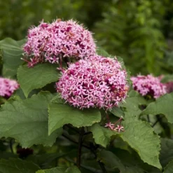 Tuin Glimmer Verkoop 6 Pindakaasboom (Clerodendrum Bungei)