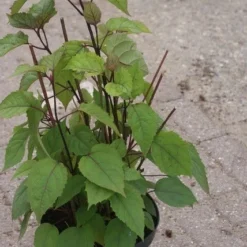 Pindakaasboom (Clerodendrum Bungei) -Tuin Glimmer Verkoop clerodendrum bungei 1