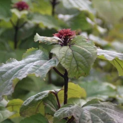 Pindakaasboom (Clerodendrum Bungei) -Tuin Glimmer Verkoop clerodendrum bungei 1 1
