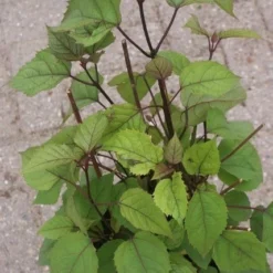 Pindakaasboom (Clerodendrum Bungei) -Tuin Glimmer Verkoop clerodendrum bungei 2