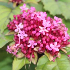 Tuin Glimmer Verkoop -Tuin Glimmer Verkoop clerodendrum bungei 2 1