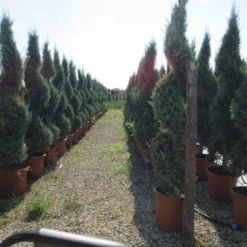 Conifeer Als Spiraal (Thuja Occidentalis 'Smaragd') -Tuin Glimmer Verkoop conifeer spiraal 1