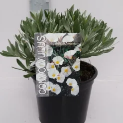 Zilverwinde (Convolvulus Cneorum ) -Tuin Glimmer Verkoop convolvulus 10 6