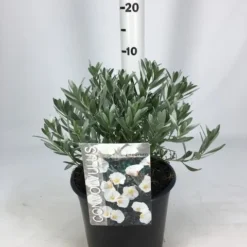 Zilverwinde (Convolvulus Cneorum ) -Tuin Glimmer Verkoop convolvulus 26 06