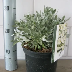 Zilverwinde (Convolvulus Cneorum ) -Tuin Glimmer Verkoop convolvulus cneorom c3 26 6 2019