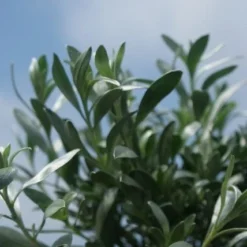 Zilverwinde (Convolvulus Cneorum ) -Tuin Glimmer Verkoop convolvulus cneorum 1