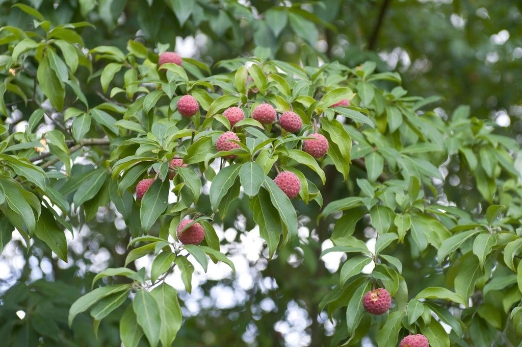 Groenblijvende Kornoelje (Cornus Elliptica) 4 Groenblijvende Kornoelje (Cornus Elliptica) - Afbeelding 2