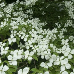 Groenblijvende Kornoelje (Cornus Elliptica)
