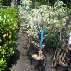 Reuzenkornoelje (Cornus Controversa 'Variegata') 29 Reuzenkornoelje (Cornus Controversa 'Variegata') -Tuin Glimmer Verkoop cornus controversa variegata 125 150 c20