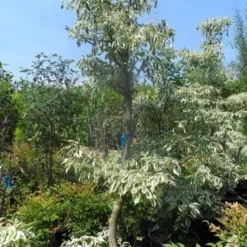 Reuzenkornoelje (Cornus Controversa 'Variegata') 27 Reuzenkornoelje (Cornus Controversa 'Variegata') -Tuin Glimmer Verkoop cornus controversa variegata 175 200 250