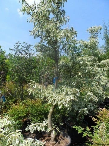 Reuzenkornoelje (Cornus Controversa 'Variegata') 13 Reuzenkornoelje (Cornus Controversa 'Variegata') - Afbeelding 11