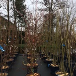 Reuzenkornoelje (Cornus Controversa 'Variegata') 30 Reuzenkornoelje (Cornus Controversa 'Variegata') -Tuin Glimmer Verkoop cornus controversa variegata 2