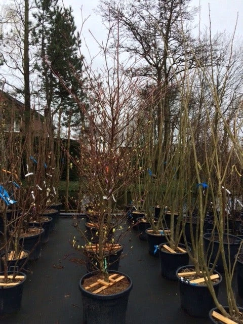 Reuzenkornoelje (Cornus Controversa 'Variegata') 16 Reuzenkornoelje (Cornus Controversa 'Variegata') - Afbeelding 14