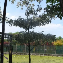 Reuzenkornoelje (Cornus Controversa 'Variegata') 28 Reuzenkornoelje (Cornus Controversa 'Variegata') -Tuin Glimmer Verkoop cornus controversa variegata 250 300 c285