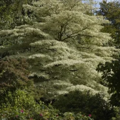 Reuzenkornoelje (Cornus Controversa 'Variegata') 31 Reuzenkornoelje (Cornus Controversa 'Variegata') -Tuin Glimmer Verkoop cornus controversa variegata 2 1