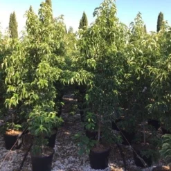 Groenblijvende Kornoelje (Cornus Elliptica) 9 Groenblijvende Kornoelje (Cornus Elliptica) -Tuin Glimmer Verkoop cornus elliptica 125150cm c18