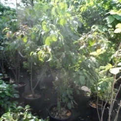 Amerikaanse Kornoelje (Cornus Florida 'Rubra') 20 Amerikaanse Kornoelje (Cornus Florida 'Rubra') -Tuin Glimmer Verkoop cornus florida 150 175 200 c50 3