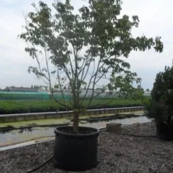 Amerikaanse Kornoelje (Cornus Florida 'Rubra') 19 Amerikaanse Kornoelje (Cornus Florida 'Rubra') -Tuin Glimmer Verkoop cornus florida 350 400 c750 2