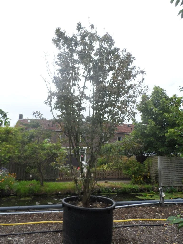 Amerikaanse Kornoelje (Cornus Florida 'Rubra') 8 Amerikaanse Kornoelje (Cornus Florida 'Rubra') - Afbeelding 6