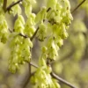 Schijnhazelaar (Corylopsis Spicata) -Tuin Glimmer Verkoop corylopsis spicata