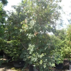 Pruikenboom (Cotinus Coggygria) -Tuin Glimmer Verkoop cotinus coggygria 300 350 c350 extra