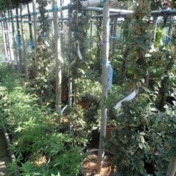 Dwergmispel (Cotoneaster Lacteus) -Tuin Glimmer Verkoop cotoneaster lacteus c10 100 150 1