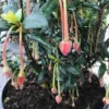 Chileense Lantaarnboom (Crinodendron Hookerianum) -Tuin Glimmer Verkoop crinodendron hookerianum