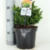 Japanse Dwergcipres (Cryptomeria Japonica 'Vilmoriniana')