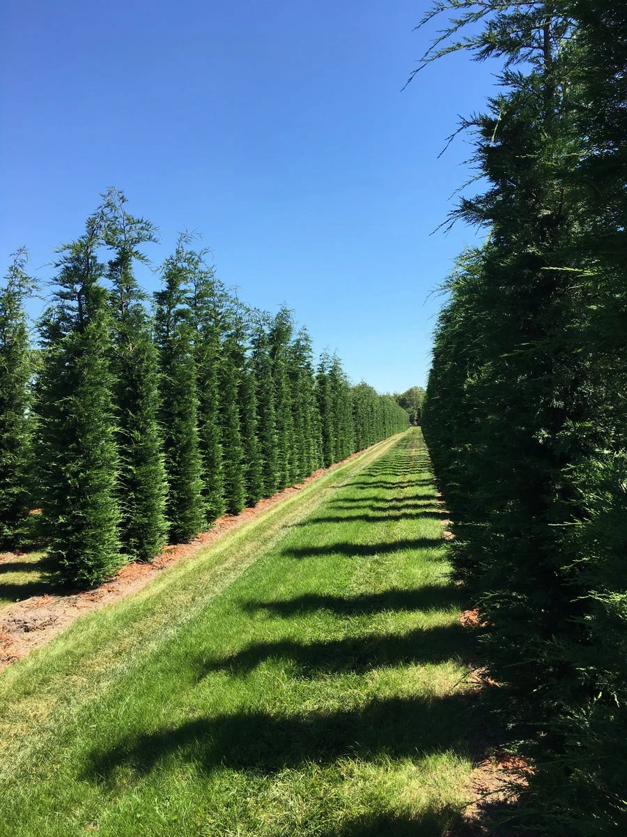 Grote Snelgroeiende Conifeer (Cupressocyparis Leylandii) 3 Grote Snelgroeiende Conifeer (Cupressocyparis Leylandii)