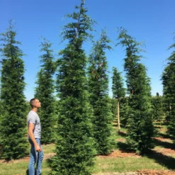 Tuin Glimmer Verkoop -Tuin Glimmer Verkoop cup leijlandi 400450