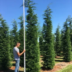 Grote Snelgroeiende Conifeer (Cupressocyparis Leylandii) 10 Grote Snelgroeiende Conifeer (Cupressocyparis Leylandii) -Tuin Glimmer Verkoop cup leijlandii 450500 1