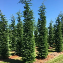 Grote Snelgroeiende Conifeer (Cupressocyparis Leylandii) 11 Grote Snelgroeiende Conifeer (Cupressocyparis Leylandii) -Tuin Glimmer Verkoop cup leijlandii 500550 1