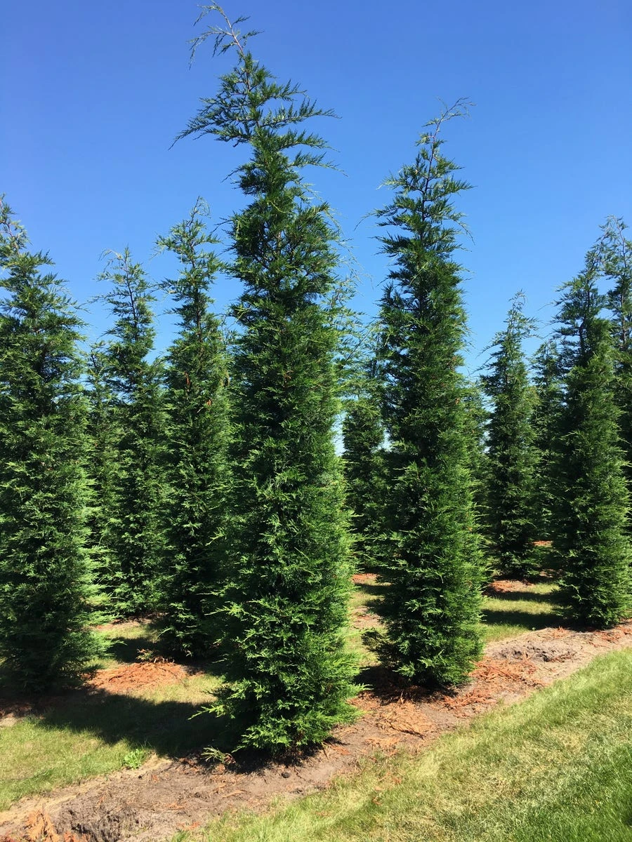 Grote Snelgroeiende Conifeer (Cupressocyparis Leylandii) 6 Grote Snelgroeiende Conifeer (Cupressocyparis Leylandii) - Afbeelding 4