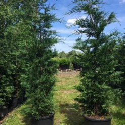 Grote Snelgroeiende Conifeer (Cupressocyparis Leylandii) 12 Grote Snelgroeiende Conifeer (Cupressocyparis Leylandii) -Tuin Glimmer Verkoop cupressocyparis lelandii h200 250 1