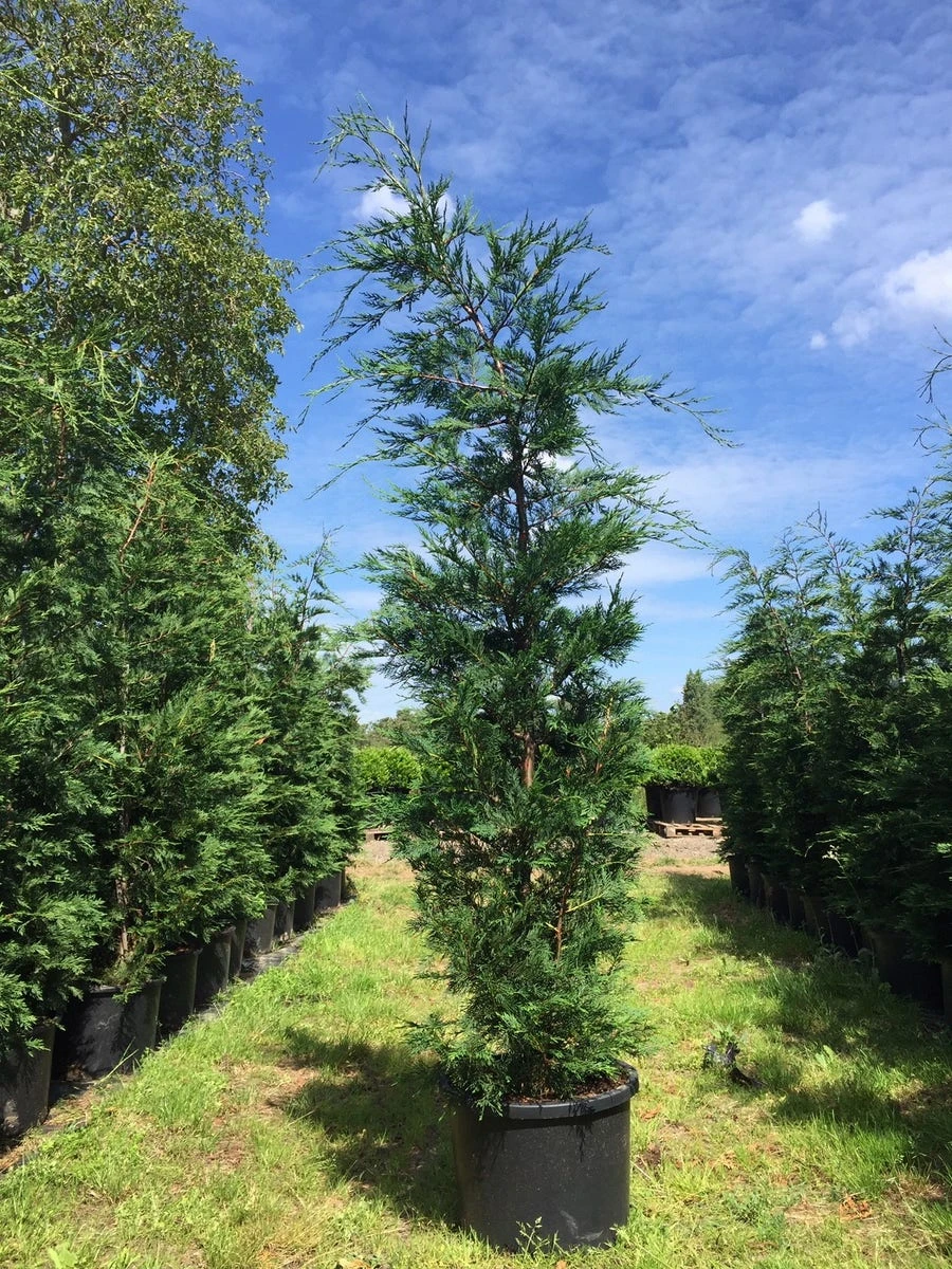 Grote Snelgroeiende Conifeer (Cupressocyparis Leylandii) 8 Grote Snelgroeiende Conifeer (Cupressocyparis Leylandii) - Afbeelding 6
