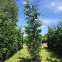 Grote Snelgroeiende Conifeer (Cupressocyparis Leylandii) 13 Grote Snelgroeiende Conifeer (Cupressocyparis Leylandii) -Tuin Glimmer Verkoop cupressocyparis lelandii h250 300 3 2