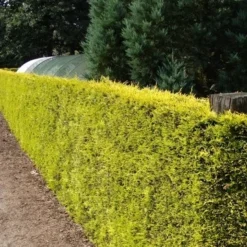 Gele Haagconifeer (Cupressocyparis Leylandii 'Gold Rider') -Tuin Glimmer Verkoop cupressocyparis leylandii gold rider