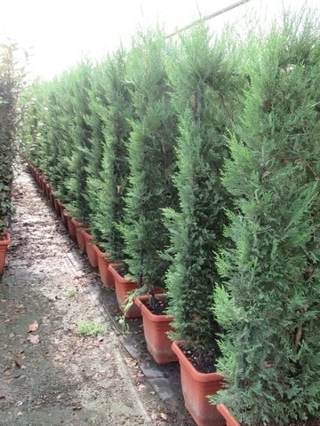 Conifeer Meeneemhaag (Cupressocyparis Leylandii) 4 Conifeer Meeneemhaag (Cupressocyparis Leylandii) - Afbeelding 2